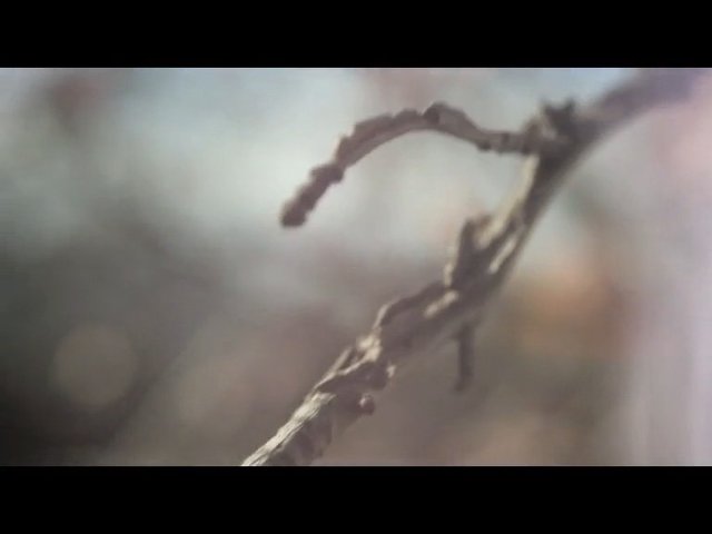 Video Reference: close-up, branch, twig, nature, abstract, blurred, bokeh, outdoor, macro, soft light