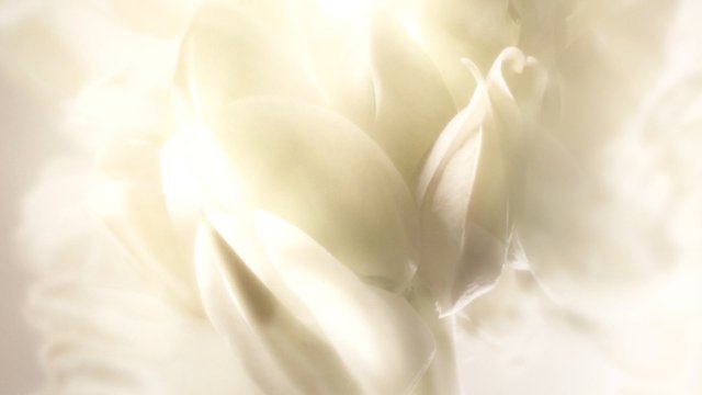 Video Reference: flower, petals, white, close-up, abstract, soft focus, overexposed, floral, nature, macro, light flare, delicate, cream, blurred, bloom