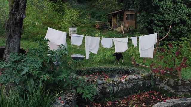 Video Reference: rural, garden, laundry, clothesline, shed, dog, grass, trees, wooden cabin, stone basin, pool, apples, outdoors, greenery, yard, rustic