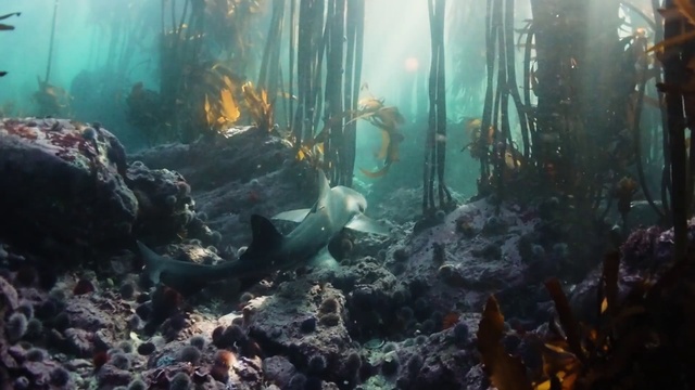 Video Reference: Water, Vertebrate, Nature, Natural environment, Organism, Underwater, Body of water, Marine biology, Divemaster, Coral