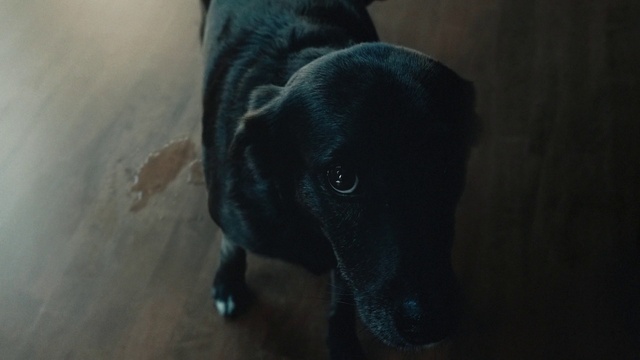 Video Reference: Dog, Dog breed, Carnivore, Grey, Whiskers, Companion dog, Working animal, Electric blue, Plant, Borador