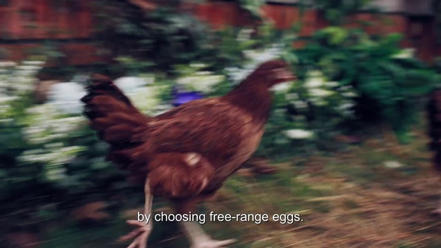 Video Reference: Phasianidae, Chicken, Plant, Bird, Comb, Liver, Sunlight, Galliformes, Rooster, Beak