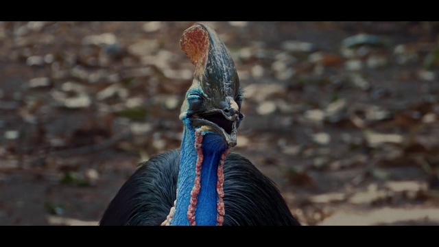 Video Reference: Eye, Phasianidae, Beak, Feather, Galliformes, Wood, Street fashion, Recreation, Electric blue, Grass