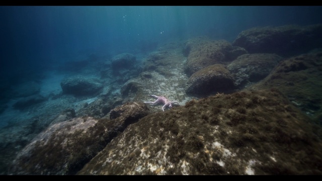 Video Reference: Water, Cloud, Vertebrate, Natural environment, Body of water, Fluid, Sky, Organism, Underwater, Landscape