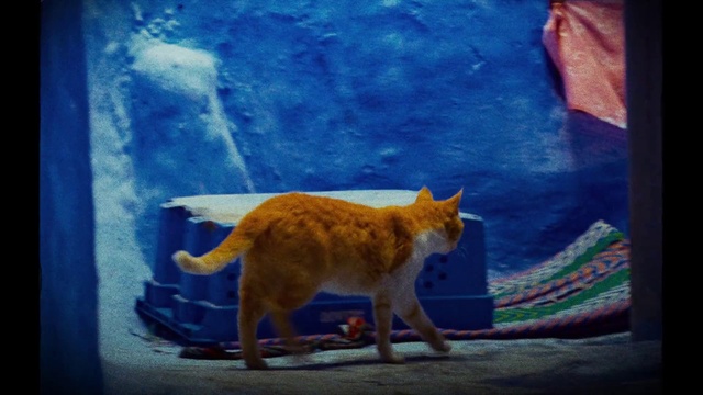 Video Reference: Cat, Blue, Azure, Felidae, Paint, Carnivore, Orange, Small to medium-sized cats, Fawn, Wall