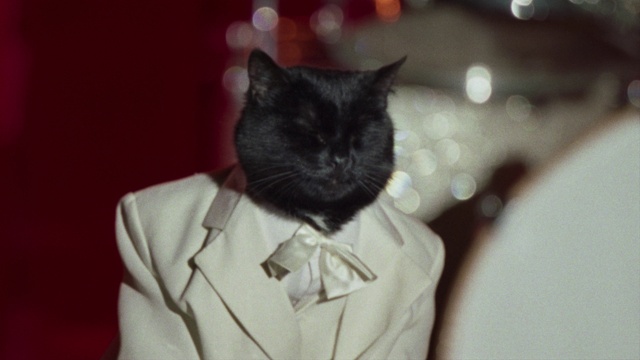 Video Reference: Hair, Cat, Felidae, Dress shirt, Sleeve, Carnivore, Small to medium-sized cats, Grey, Collar, Flash photography