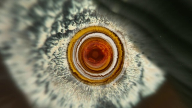 Video Reference: Head, Eye, Eyelash, Human body, Iris, Circle, Snout, Flash photography, Close-up, Electric blue