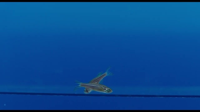 Video Reference: Hood, Blue, Sky, Fin, Air travel, Rectangle, Aviation, Aircraft, Aqua, Wing
