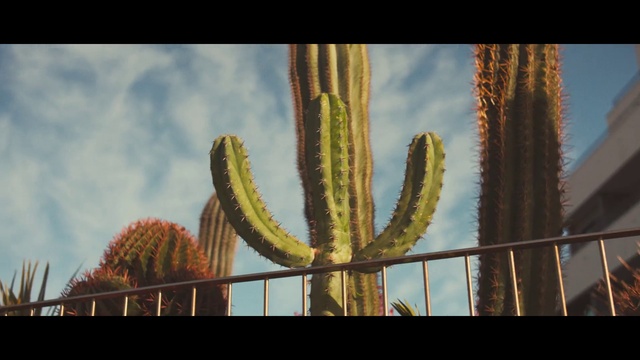 Video Reference: Sky, Plant, Cloud, Terrestrial plant, Saguaro, Tree, Flowering plant, Landscape, Thorns, spines, and prickles, Arecales