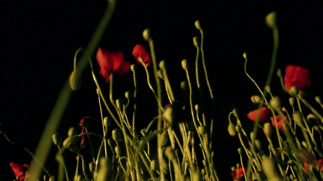 Video Reference: Flower, Plant, Petal, Botany, Terrestrial plant, Natural landscape, Water, Grass, Herbaceous plant, Tints and shades