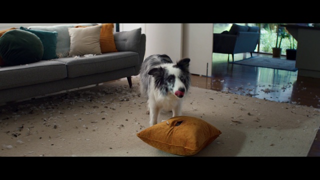 Video Reference: Dog, Furniture, Black, Couch, Interior design, Flooring, Floor, Carnivore, Comfort, Companion dog