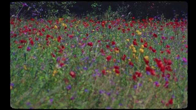 Video Reference: Flower, Plant, People in nature, Petal, Natural landscape, Grass, Herbaceous plant, Magenta, Groundcover, Flowering plant