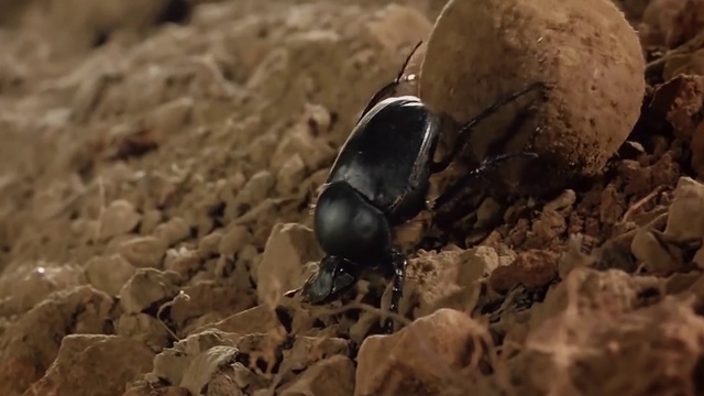 Video Reference: Arthropod, Insect, Terrestrial animal, Dung beetle, Soil, Pest, Beetle, Macro photography, Invertebrate, Wildlife