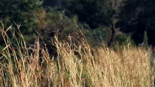 Video Reference: Plant, Natural landscape, Tree, Wood, Agriculture, Grass, Grassland, Landscape, Meadow, Prairie