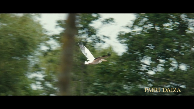 Video Reference: Bird, Beak, Branch, Plant, Sky, Tree, Feather, Twig, Terrestrial plant, Wood