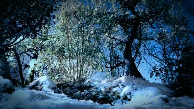 Video Reference: Snow, Natural landscape, Branch, Twig, Wood, Freezing, Trunk, Plant, Sky, Tree