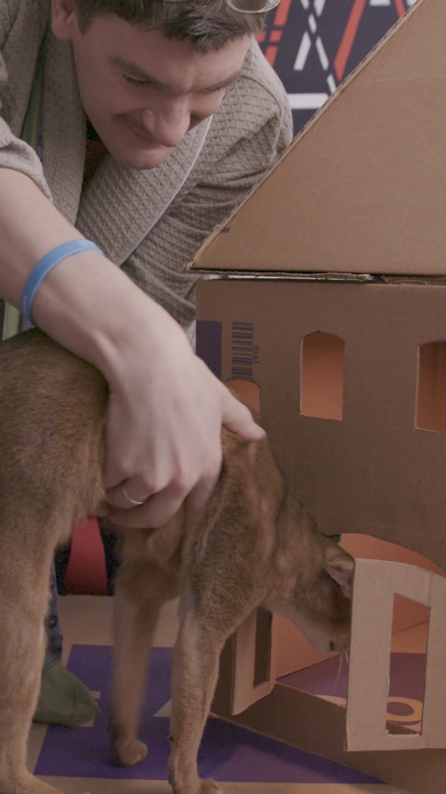 Video Reference: Felidae, Cat, Mammal, Gesture, Small to medium-sized cats, Carnivore, Fawn, Collar, Whiskers, Working animal