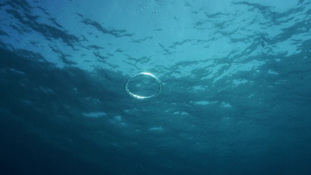 Video Reference: Water, Azure, Liquid, Underwater, Fluid, Marine biology, Aqua, Recreation, Electric blue, Circle
