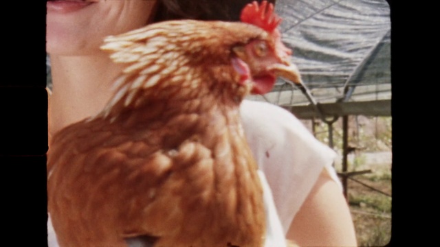 Video Reference: Bird, Vertebrate, Chicken, Phasianidae, Comb, Beak, Organism, Galliformes, Mammal, Poultry