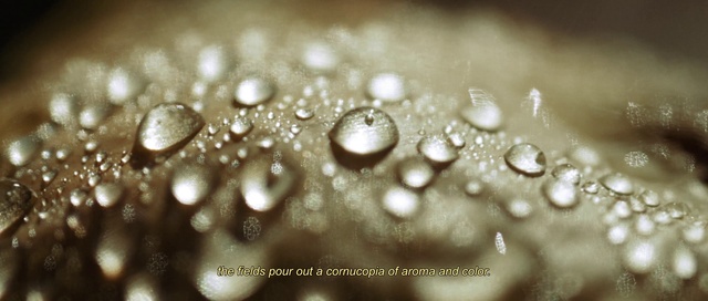 Video Reference: Water, Liquid, Plant, Fluid, Grass, Atmospheric phenomenon, Moisture, Terrestrial plant, Dew, Liquid bubble