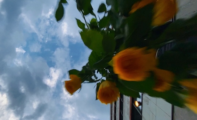 Video Reference: Cloud, Flower, Sky, Plant, Petal, Branch, Sunlight, Water, Cumulus, Flowering plant