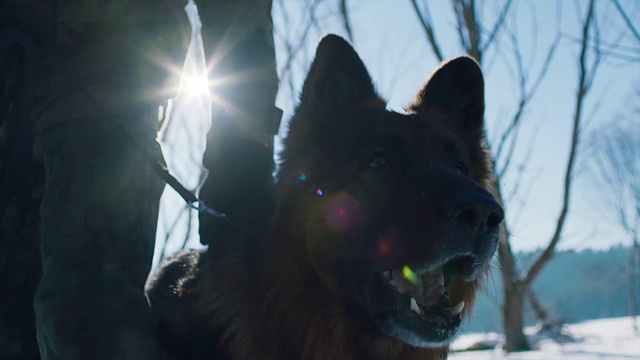 Video Reference: Sky, Dog, Eye, Dog breed, Carnivore, Whiskers, Tree, Fawn, Felidae, Cloud