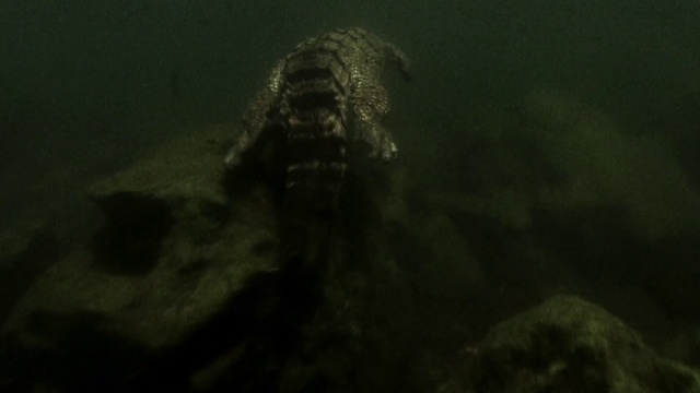 Video Reference: Underwater, Water, Marine biology, Darkness, Wildlife, Artifact, Rock, Marine mammal