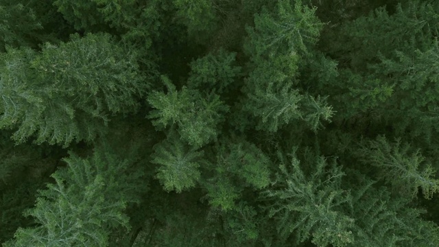 Video Reference: Terrestrial plant, Plant, Evergreen, Shrub, Larch, Groundcover, Tree, Twig, Flowering plant, Subshrub