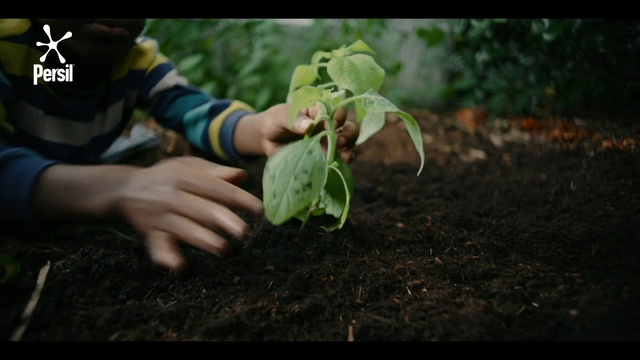 Video Reference: Plant, Leaf, People in nature, Terrestrial plant, Grass, Leaf vegetable, Adaptation, Groundcover, Annual plant, Flowering plant