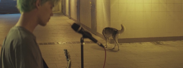 Video Reference: Felidae, Carnivore, Wood, Dog breed, Small to medium-sized cats, Fawn, Floor, Tints and shades, Flooring, Snout