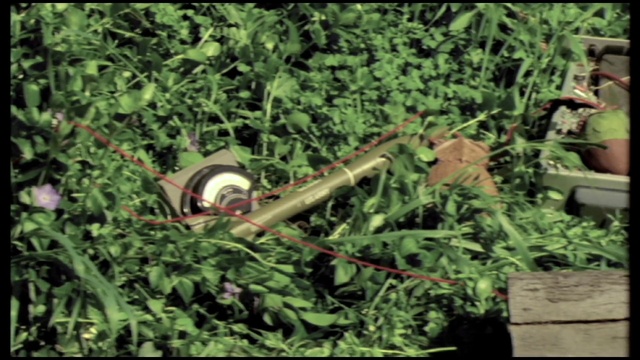 Video Reference: Plant, Sports equipment, Terrestrial plant, Grass, Groundcover, Shrub, Ball, Landscape, Wood, Flowering plant