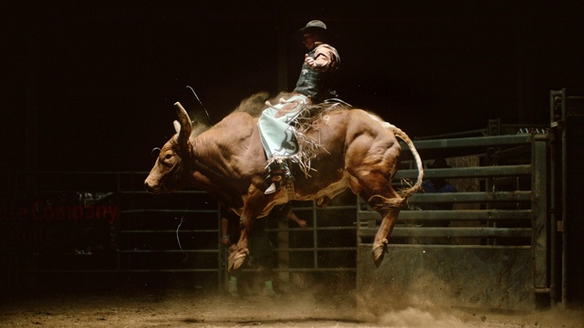 Video Reference: Horse, Working animal, Horse tack, Horse supplies, Bridle, Performing arts, Entertainment, Saddle, Rein, Mane