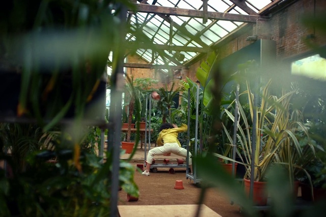 Video Reference: Plant, Botany, Terrestrial plant, Greenhouse, Houseplant, Leisure, Grass, Flowerpot, Art, Recreation