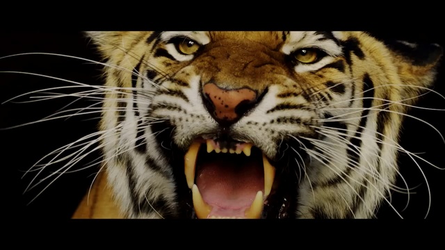 Video Reference: Hair, Head, Bengal tiger, Siberian tiger, Roar, Tiger, Eye, Vertebrate, Mouth, Organ
