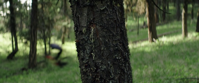Video Reference: Plant, Wood, Branch, Trunk, Terrestrial plant, Tree, Natural landscape, Trunk, Groundcover, Grass