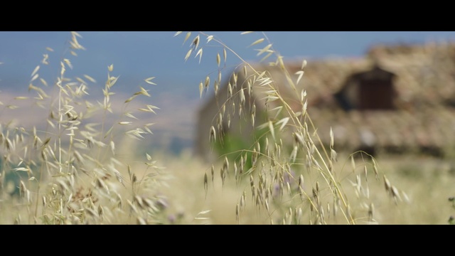 Video Reference: Plant, Sky, Natural landscape, People in nature, Terrestrial plant, Grass, Horizon, Landscape, Grassland, Meadow
