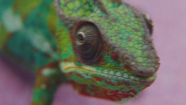 Video Reference: Reptile, Scaled reptile, Terrestrial animal, Lizard, Terrestrial plant, Insect, Close-up, Macro photography, Electric blue, Serpent