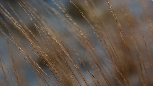 Video Reference: Cloud, Water, Wood, Twig, Natural landscape, Sky, Landscape, Grass, Close-up, Plant