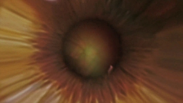 Video Reference: Brown, Eye, Plant, Petal, Eyelash, Iris, Terrestrial plant, Tints and shades, Flowering plant, Gas