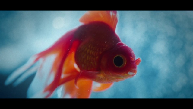 Video Reference: Eye, Petal, Fin, Plant, Water, Iris, Organism, Underwater, Fish, Aquatic plant