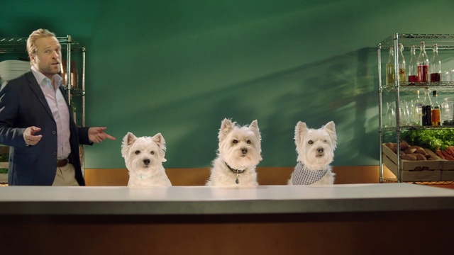 Video Reference: Dog, Vertebrate, Flowerpot, Carnivore, Dog breed, Art, Fawn, Companion dog, Suit, Toy