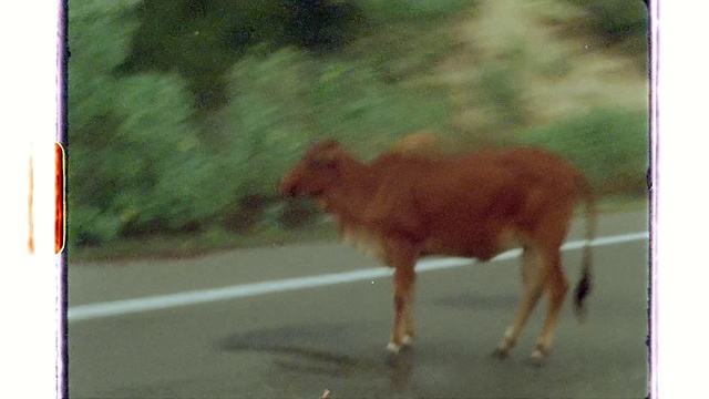 Video Reference: Fawn, Terrestrial animal, Tints and shades, Rectangle, Tail, Snout, Horn, Asphalt, Grazing, Grass