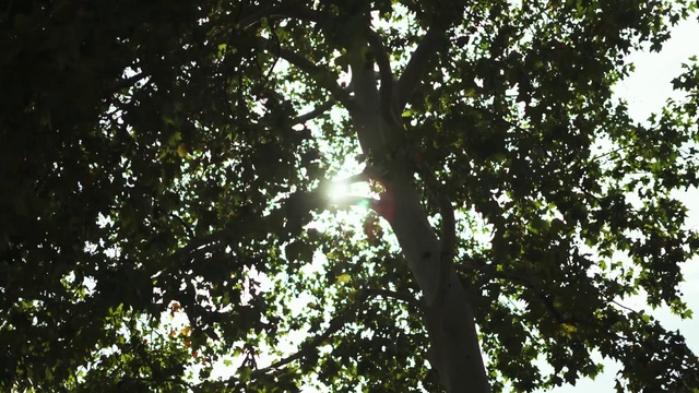 Video Reference: Plant, People in nature, Tree, Trunk, Natural landscape, Terrestrial plant, Twig, Tints and shades, Grass, Deciduous