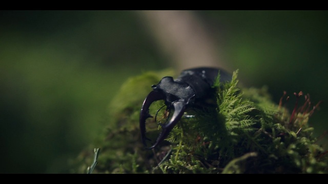 Video Reference: Eye, Plant, Natural landscape, Terrestrial plant, Feather, Grass, Beak, Twig, Bird, Terrestrial animal