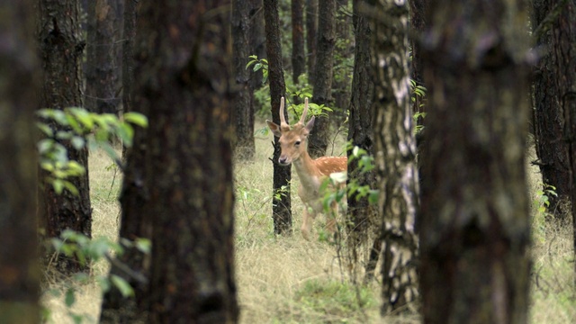 Video Reference: Plant, Wood, Tree, Deer, Natural landscape, Trunk, Fawn, Terrestrial plant, Terrestrial animal, Groundcover
