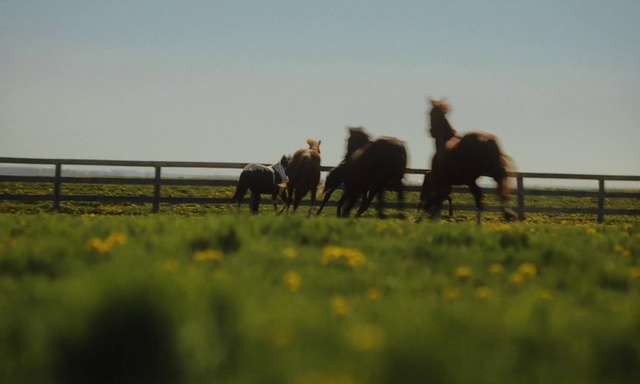 Video Reference: Sky, Plant, Horse, Flower, Natural landscape, Working animal, People in nature, Agriculture, Landscape, Grassland