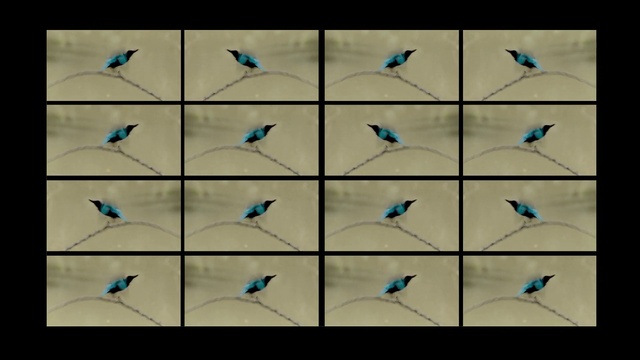 Video Reference: Vertebrate, Product, Azure, Botany, Organism, Font, Line, Aqua, Window, Symmetry