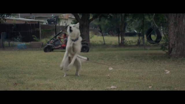 Video Reference: Dog, Plant, Dog breed, Carnivore, Companion dog, Grass, Tree, Tail, Sports equipment, Sporting Group