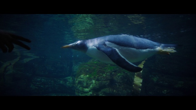 Video Reference: Water, Vertebrate, Organism, Fin, Underwater, Fish, Bottlenose dolphin, Marine biology, Dolphin, Common bottlenose dolphin