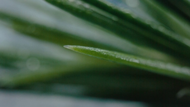 Video Reference: Terrestrial plant, Plant, Grass, Moisture, Flowering plant, Macro photography, Plant stem, Perennial plant, Insect, Sedge family